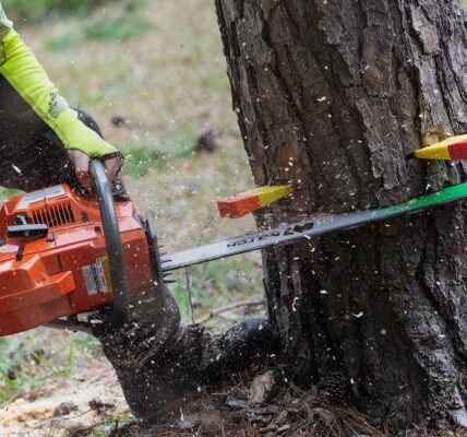 Whispers Among Leaves: A Reverence for Professional Tree Service